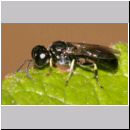 Crossocerus sp - Grabwespe 06b 5-6mm.jpg